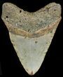 Bargain, Megalodon Tooth - North Carolina #45500-2